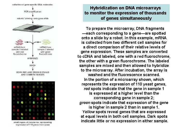 Hybridization on DNA microarrays to monitor the expression of thousands of genes simultaneously To