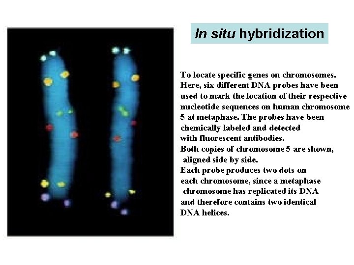 In situ hybridization To locate specific genes on chromosomes. Here, six different DNA probes