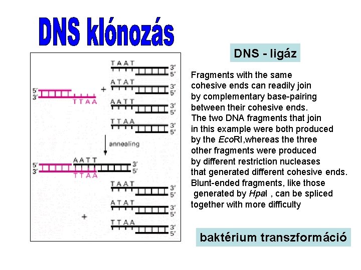  DNS - ligáz Fragments with the same cohesive ends can readily join by