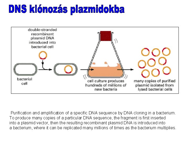  Purification and amplification of a specific DNA sequence by DNA cloning in a