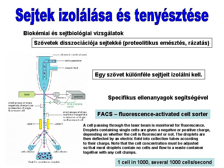 Biokémiai és sejtbiológiai vizsgálatok Szövetek disszociációja sejtekké (proteolitikus emésztés, rázatás) Egy szövet különféle sejtjeit