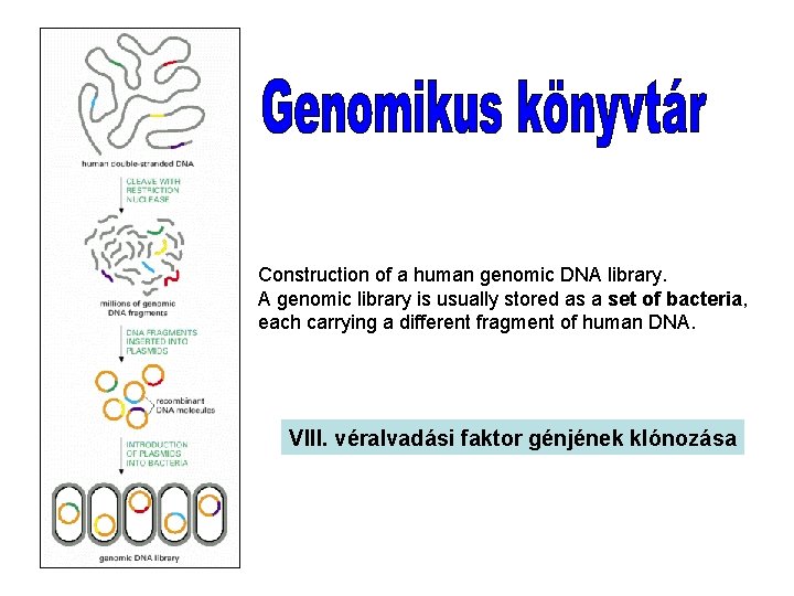 Construction of a human genomic DNA library. A genomic library is usually stored as