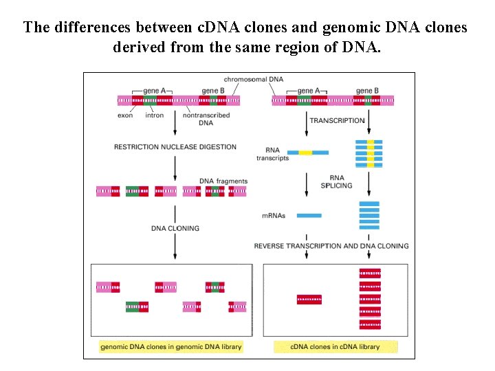 The differences between c. DNA clones and genomic DNA clones derived from the same