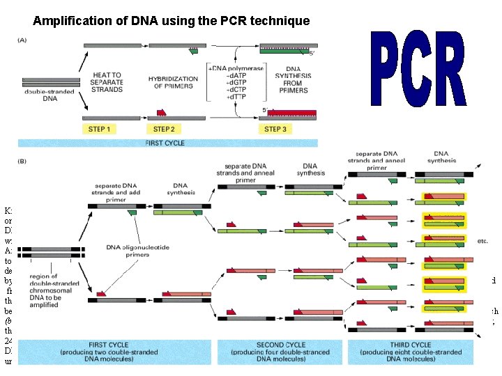 Amplification of DNA using the PCR technique Knowledge of the DNA sequence to be
