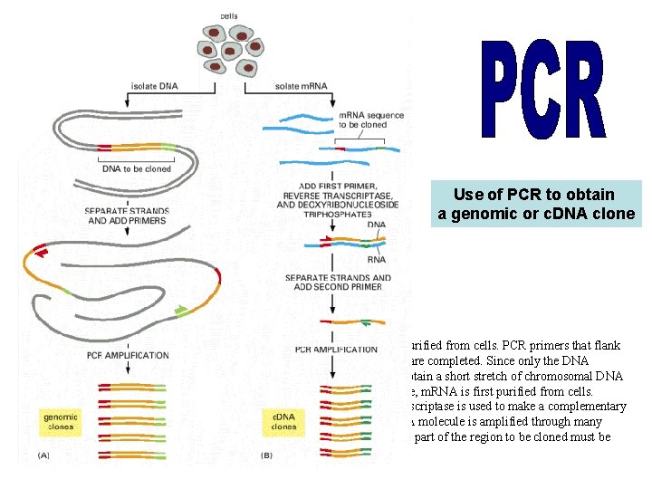 Use of PCR to obtain a genomic or c. DNA clone (A) To obtain