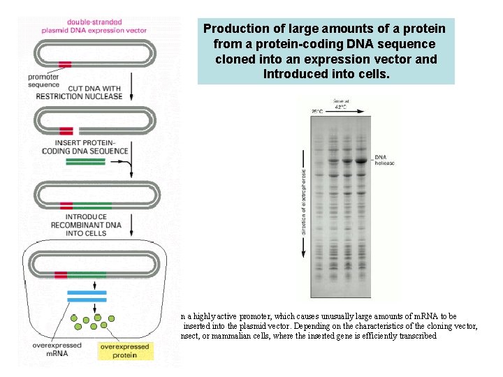 Production of large amounts of a protein from a protein-coding DNA sequence cloned into