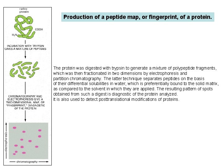 Production of a peptide map, or fingerprint, of a protein. The protein was digested