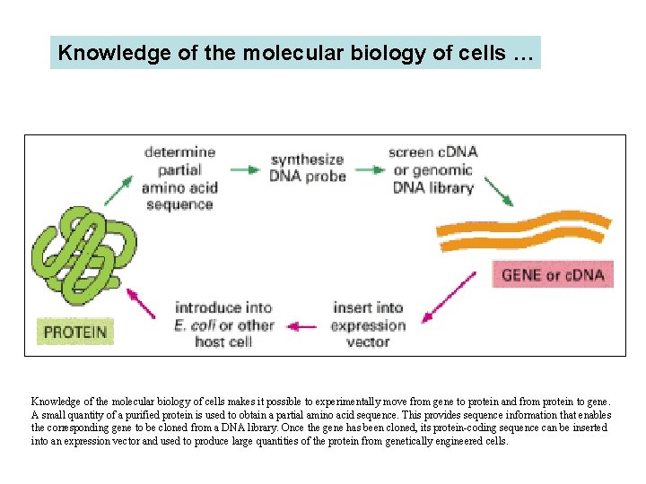 Knowledge of the molecular biology of cells … Knowledge of the molecular biology of