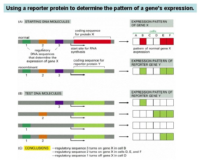 Using a reporter protein to determine the pattern of a gene's expression. (A) In