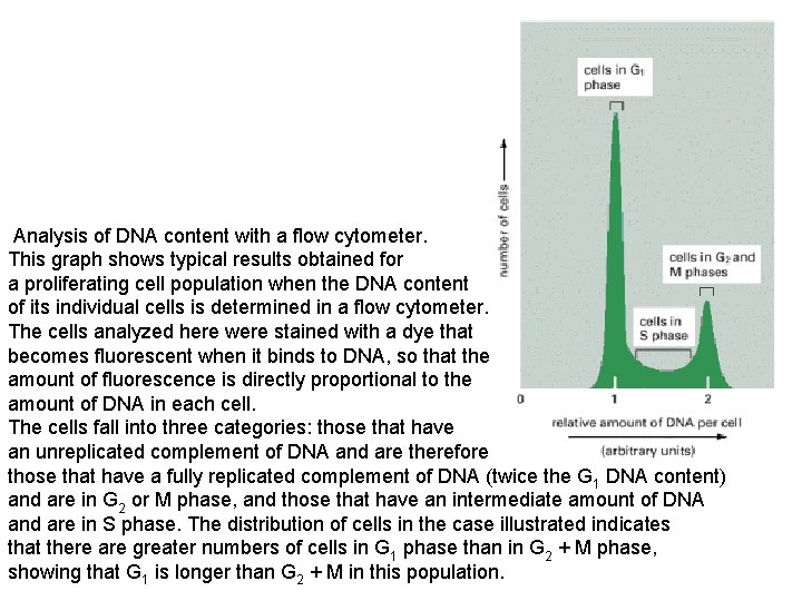  Analysis of DNA content with a flow cytometer. This graph shows typical results