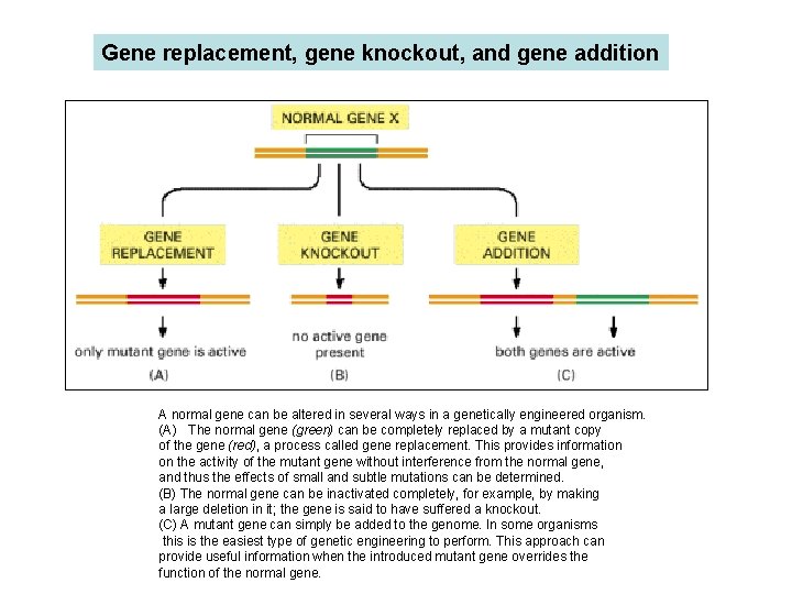 Gene replacement, gene knockout, and gene addition A normal gene can be altered in