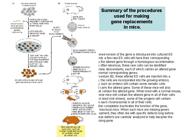 Summary of the procedures used for making gene replacements in mice. In the first
