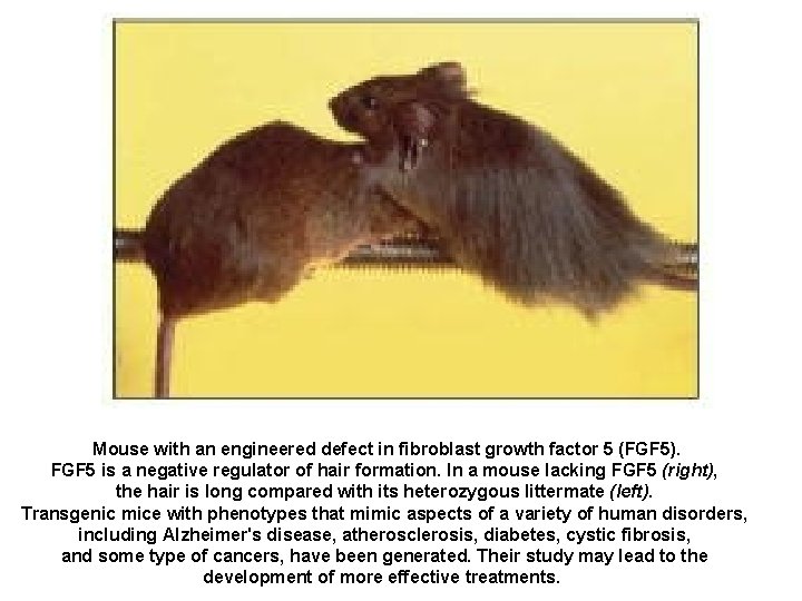 Mouse with an engineered defect in fibroblast growth factor 5 (FGF 5). FGF 5