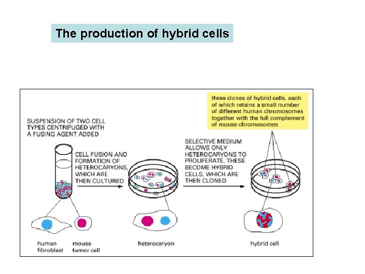 The production of hybrid cells Human cells and mouse cells are fused to produce