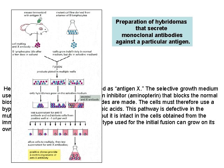 Preparation of hybridomas that secrete monoclonal antibodies against a particular antigen. Here the antigen