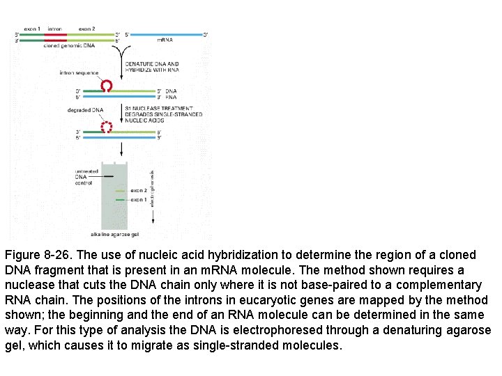  Figure 8 -26. The use of nucleic acid hybridization to determine the region