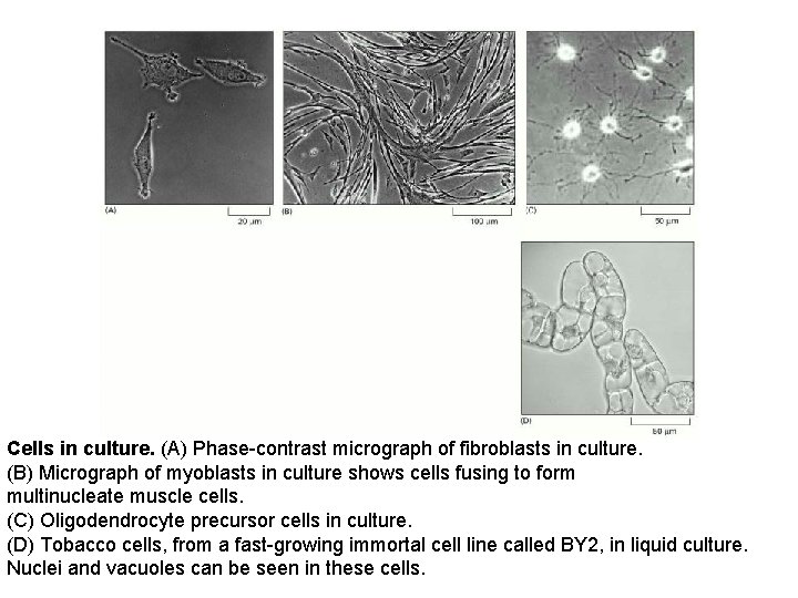  Cells in culture. (A) Phase-contrast micrograph of fibroblasts in culture. (B) Micrograph of