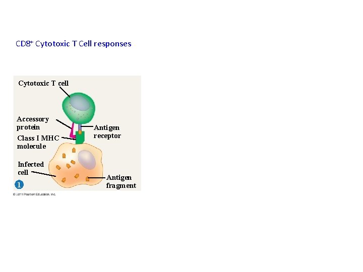 CD 8+ Cytotoxic T Cell responses Cytotoxic T cell Accessory protein Class I MHC