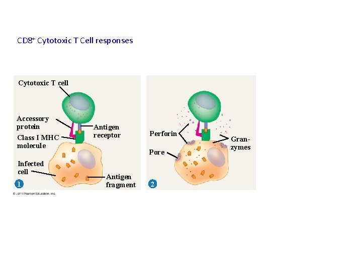 CD 8+ Cytotoxic T Cell responses Cytotoxic T cell Accessory protein Class I MHC