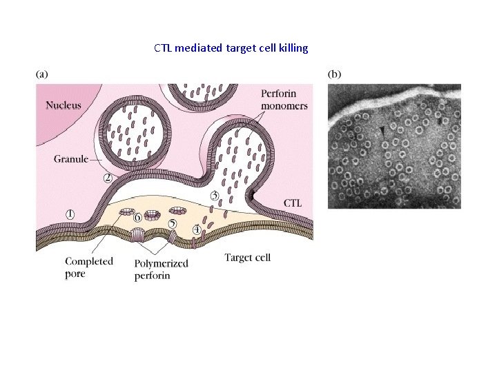 CTL mediated target cell killing 