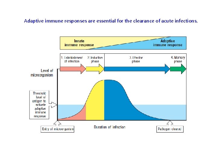 Adaptive immune responses are essential for the clearance of acute infections. 