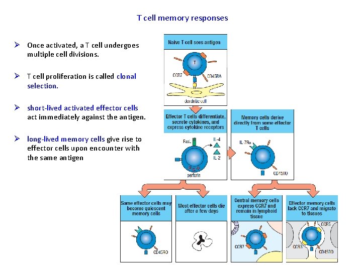 T cell memory responses Ø Once activated, a T cell undergoes multiple cell divisions.