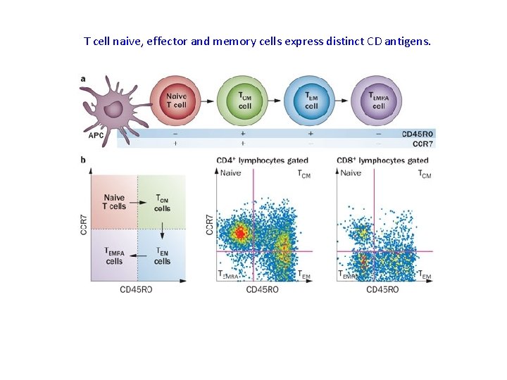 T cell naive, effector and memory cells express distinct CD antigens. 