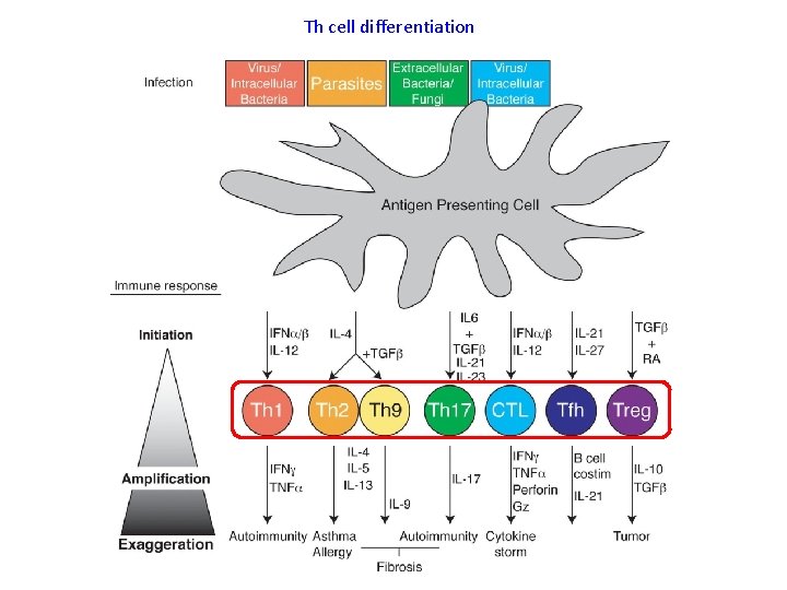 Th cell differentiation 