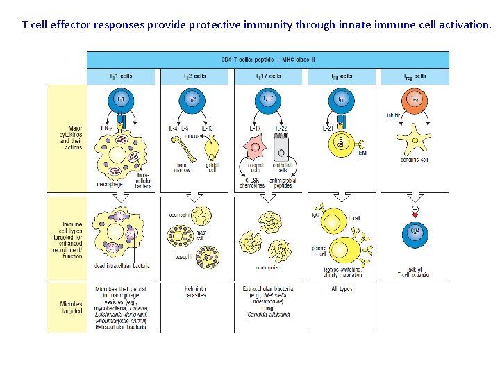 T cell effector responses provide protective immunity through innate immune cell activation. 