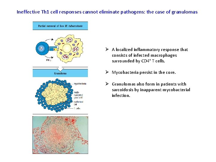 Ineffective Th 1 cell responses cannot eliminate pathogens: the case of granulomas Ø A