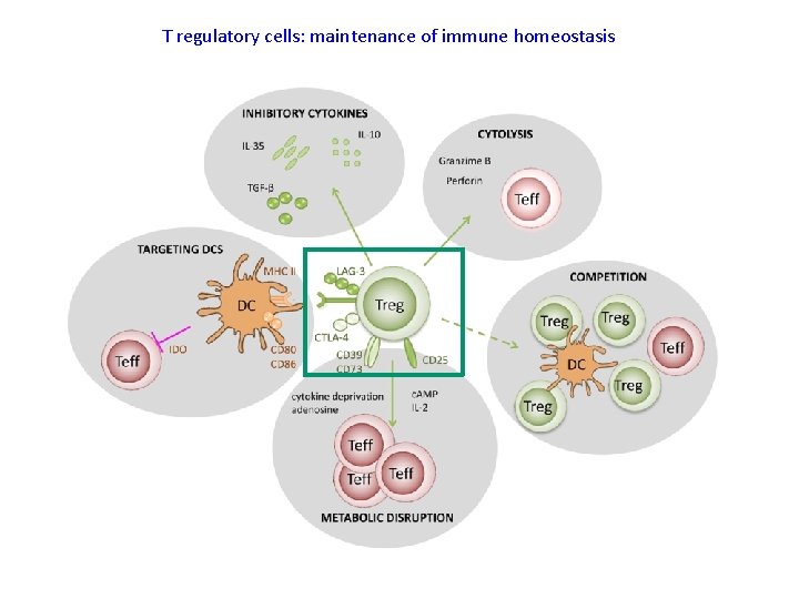 T regulatory cells: maintenance of immune homeostasis 