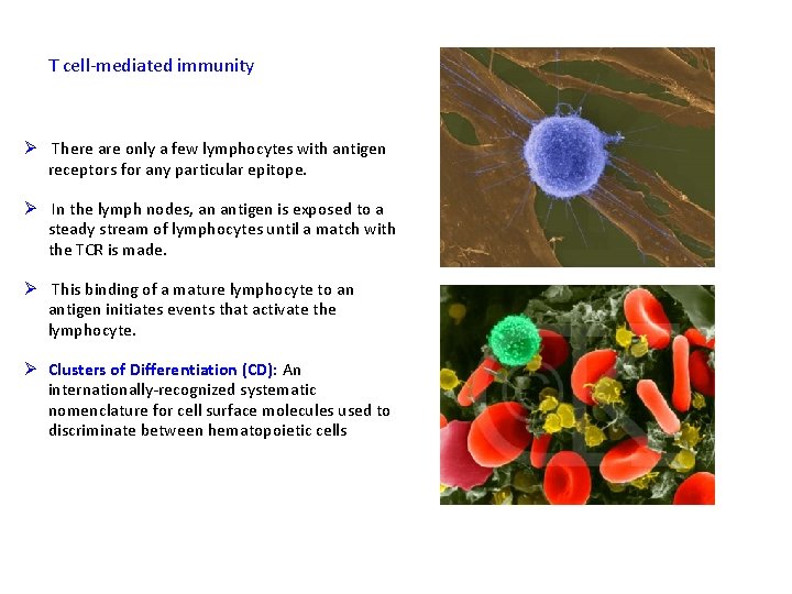 T cell-mediated immunity Ø There are only a few lymphocytes with antigen receptors for