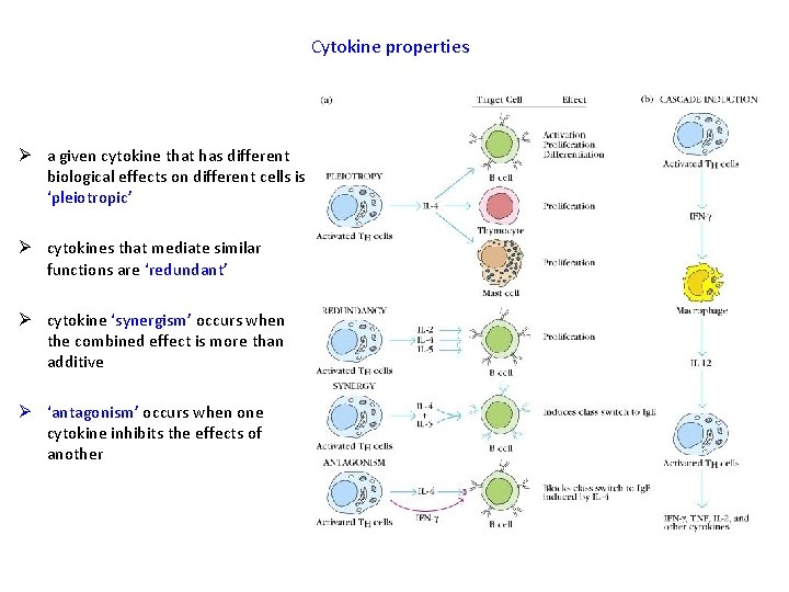 Cytokine properties Ø a given cytokine that has different biological effects on different cells