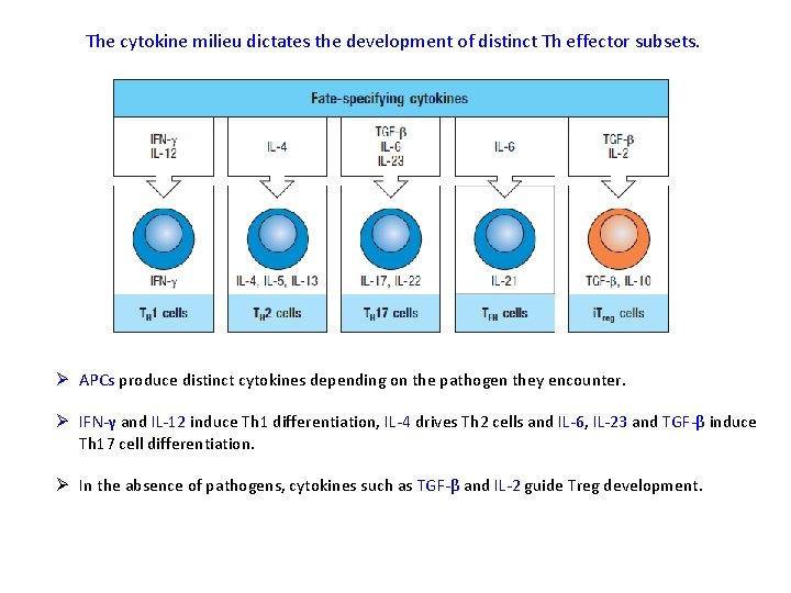 The cytokine milieu dictates the development of distinct Th effector subsets. Ø APCs produce