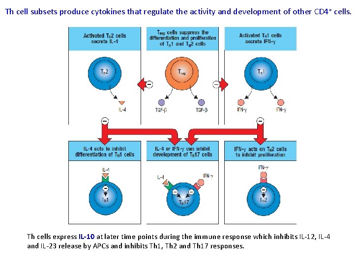 Th cell subsets produce cytokines that regulate the activity and development of other CD