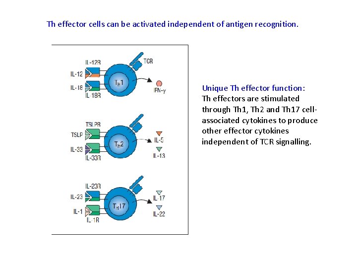 Th effector cells can be activated independent of antigen recognition. Unique Th effector function: