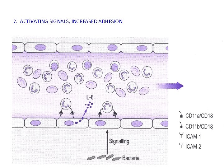 2. ACTIVATING SIGNALS, INCREASED ADHESION 