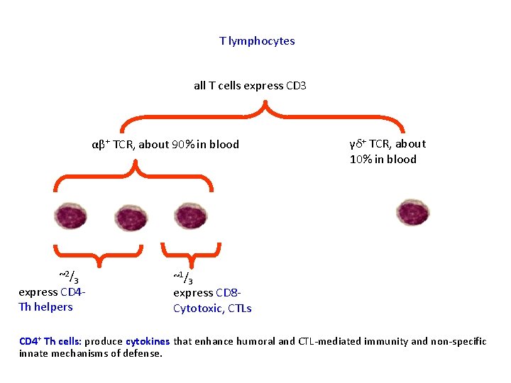 T lymphocytes all T cells express CD 3 αβ+ TCR, about 90% in blood