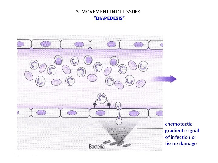 3. MOVEMENT INTO TISSUES “DIAPEDESIS” chemotactic gradient: signal of infection or tissue damage 