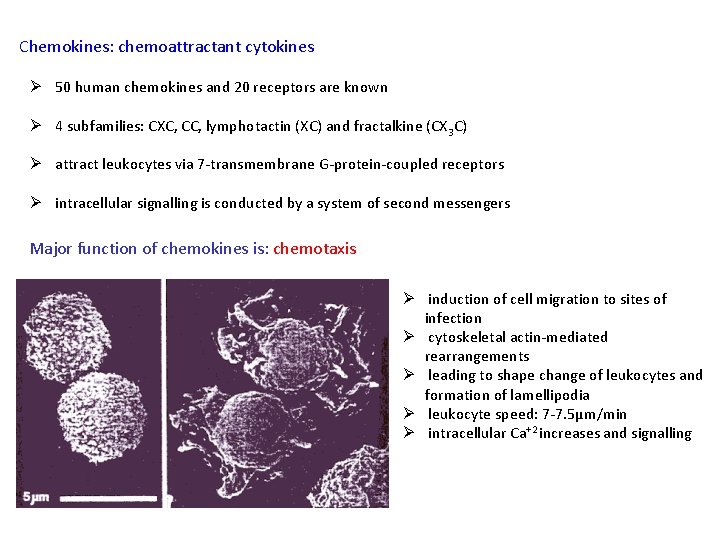 Chemokines: chemoattractant cytokines Ø 50 human chemokines and 20 receptors are known Ø 4