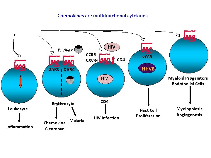 Chemokines are multifunctional cytokines P. vivax HIV CCR 5 CXCR 4 CD 4 v.