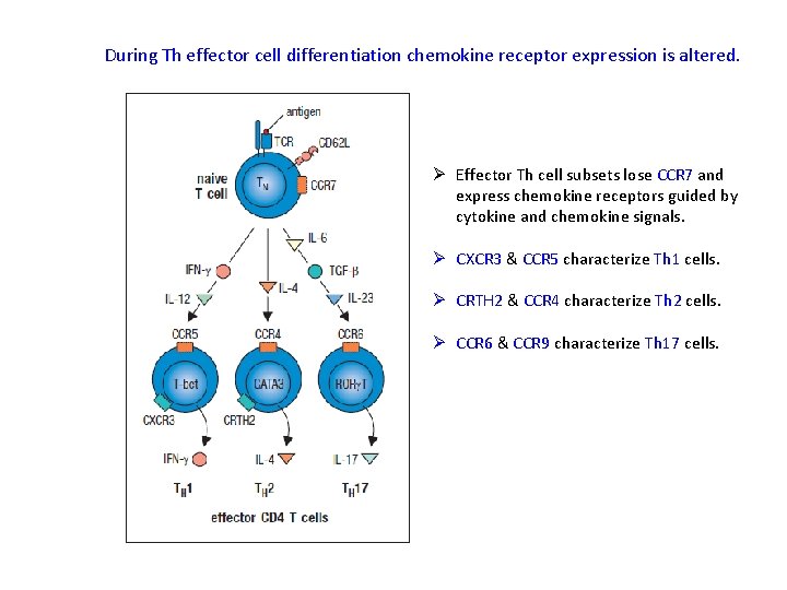 During Th effector cell differentiation chemokine receptor expression is altered. Ø Effector Th cell