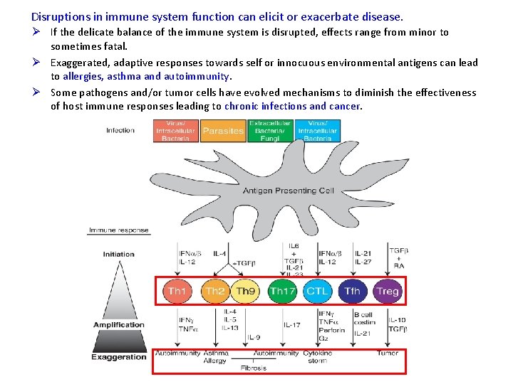 Disruptions in immune system function can elicit or exacerbate disease. Ø If the delicate