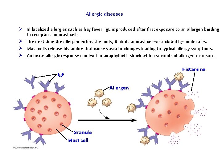 Allergic diseases Ø In localized allergies such as hay fever, Ig. E is produced