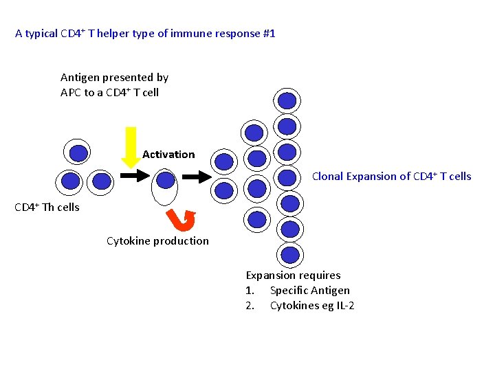 A typical CD 4+ T helper type of immune response #1 Antigen presented by