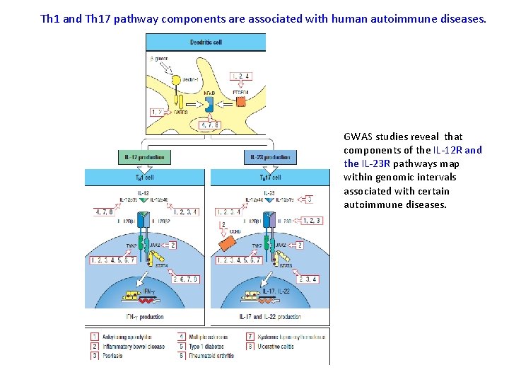 Th 1 and Th 17 pathway components are associated with human autoimmune diseases. GWAS