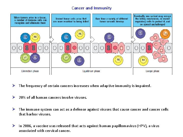 Cancer and Immunity Ø The frequency of certain cancers increases when adaptive immunity is