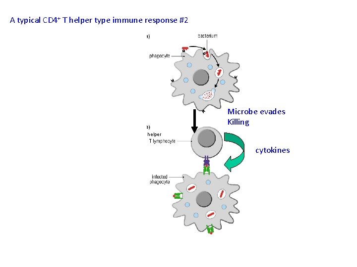 A typical CD 4+ T helper type immune response #2 Microbe evades Killing helper