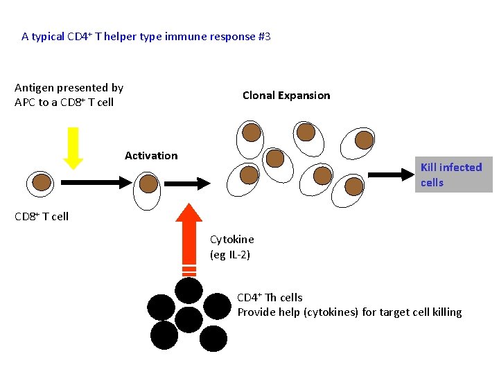 A typical CD 4+ T helper type immune response #3 Antigen presented by APC