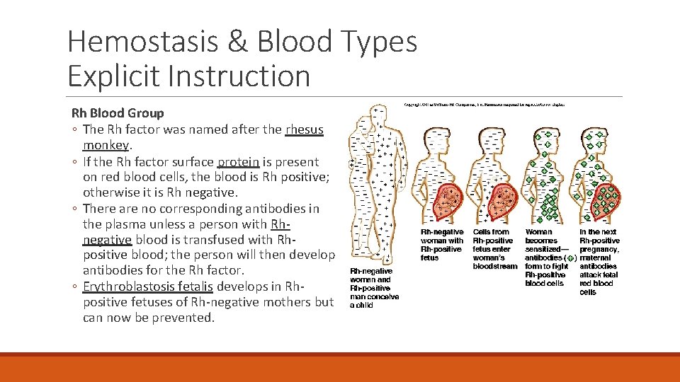 Hemostasis & Blood Types Explicit Instruction Rh Blood Group ◦ The Rh factor was Hemostasis & Blood Types Explicit Instruction Rh Blood Group ◦ The Rh factor was